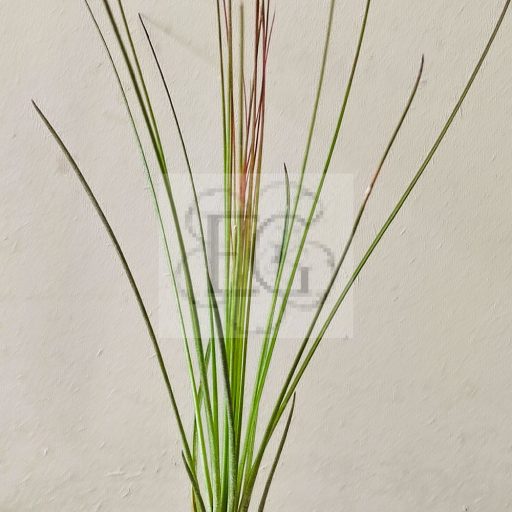 Tillandsia Juncifolia