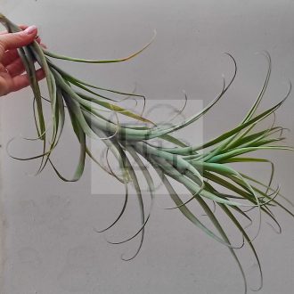Tillandsia Latifolia/L