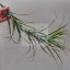 Tillandsia Latifolia/L