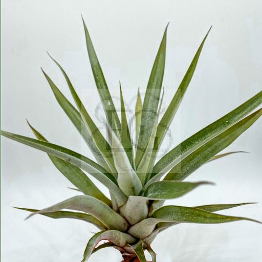 Tillandsia Oerstediana/S