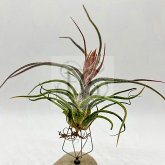 Tillandsia Pruinosa/L