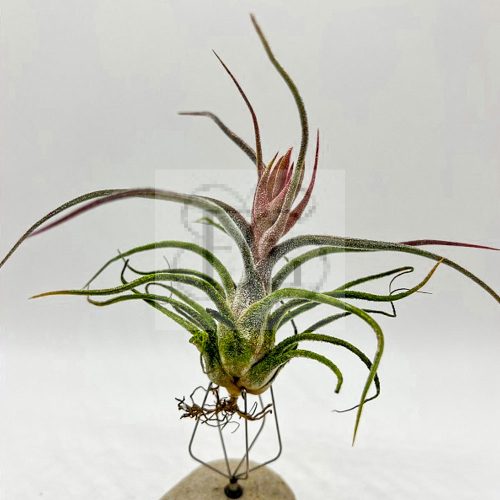 Tillandsia Pruinosa