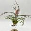 Tillandsia Pruinosa/L