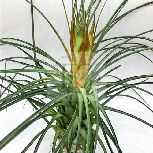 Tillandsia punctulata/S