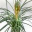 Tillandsia punctulata/S