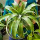 Tillandsia samantha/XL