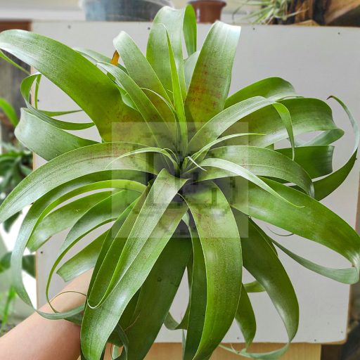 Tillandsia samantha/XL