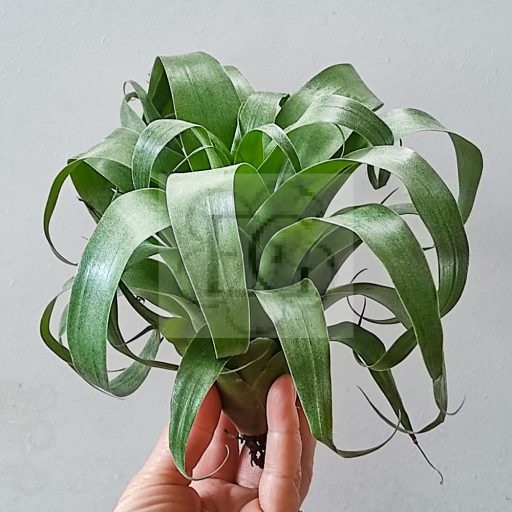 Tillandsia Samantha/L