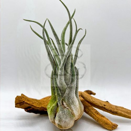 Tillandsia seleriana