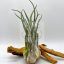 Tillandsia Seleriana