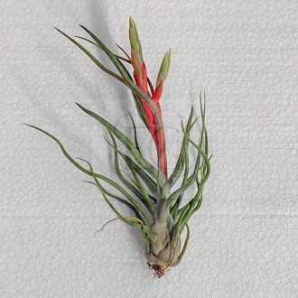 Tillandsia showtime