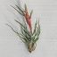 Tillandsia showtime