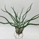 Tillandsia showtime