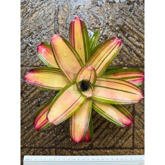 Neoregelia Lorena Lacter