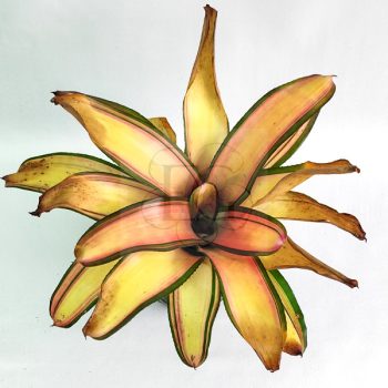 Neoregelia Lorena Lacter