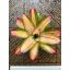 Neoregelia Lorena Lacter