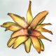 Neoregelia Lorena Lacter