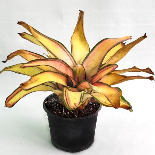 Neoregelia Lorena Lacter