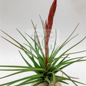 Tillandsia tricolor var. Melanocrater/L