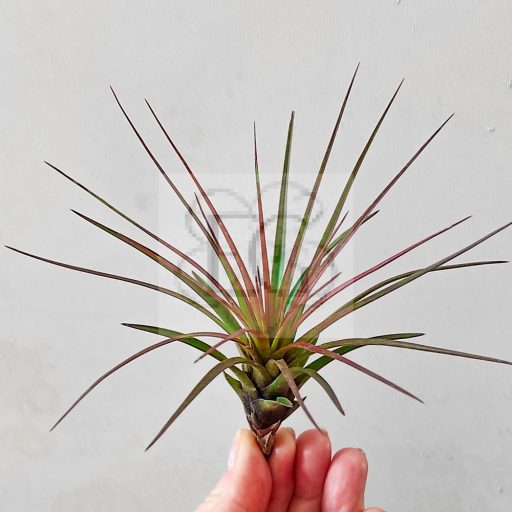 Tillandsia tricolor var. Melanocrater L