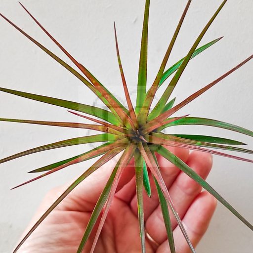 Tillandsia tricolor var. Melanocrater L