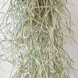 Tillandsia usneoides classic/M