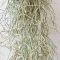 Tillandsia usneoides classic/M