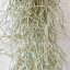 Tillandsia usneoides classic/M