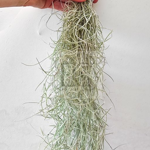 Tillandsia usneoides classic/M