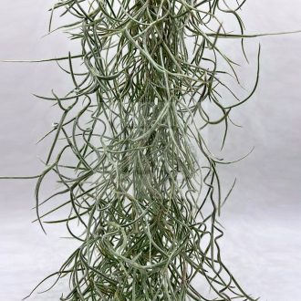 Tillandsia usneoides grob silber/S