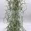 Tillandsia usneoides grob silber/S