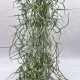 Tillandsia usneoides grob silber/S