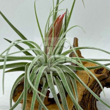 Tillandsia velickiana var. oaxacana Tillandsia velickiana var. oaxacana