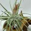 Tillandsia velickiana var. oaxacana