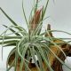 Tillandsia velickiana var. oaxacana/L