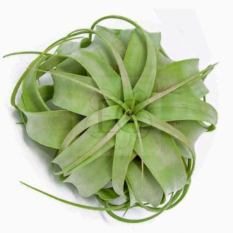 Tillandsia Xerographica/S