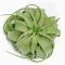 Tillandsia Xerographica/S