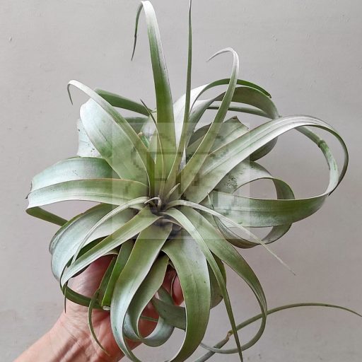 Tillandsia Xerographica/S