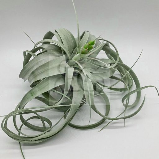 Tillandsia Xerographica/S