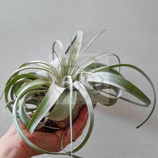 Tillandsia Xerographica/S