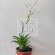 Tillandsia Catopsis Morreniana PULK/cserepes