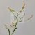 Tillandsia catopsis morreniana/cserepes