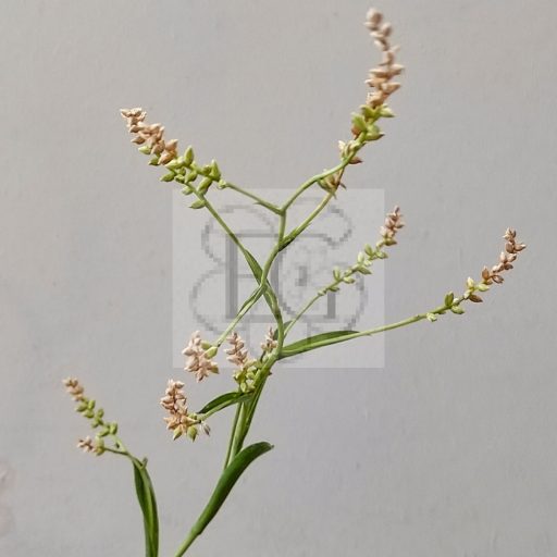 Tillandsia Catopsis Morreniana PULK/cserepes