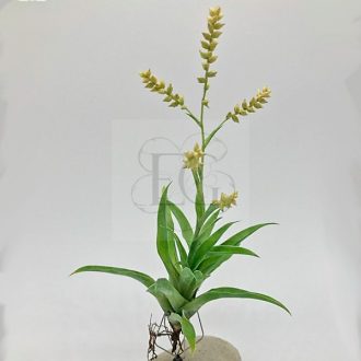 Tillandsia Catopsis Morreniana/L