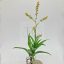 Tillandsia Catopsis Morreniana/L