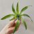 Tillandsia catopsis morreniana/Ritkaság