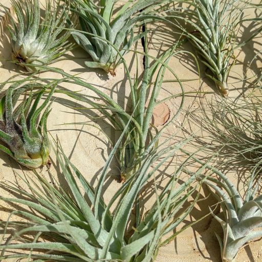 Tillandsia szett/ "10"-sivatagi