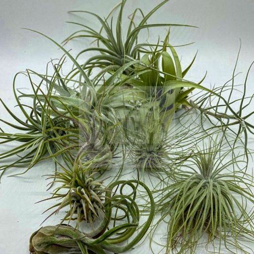 Tillandsia szett/ "10"-sivatagi