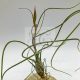 Tillandsia Butzii M