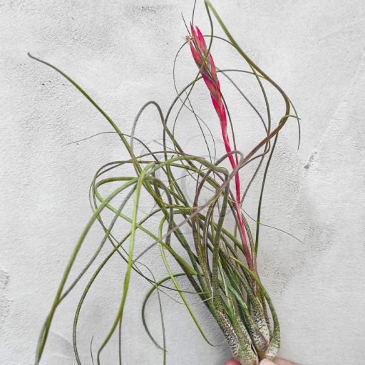 Tillandsia Butzii M